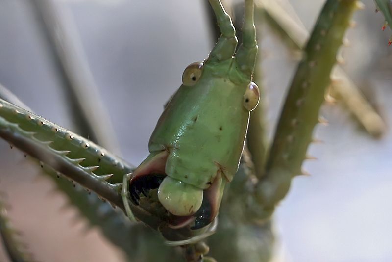 Tettigoniidae - Saga pedo